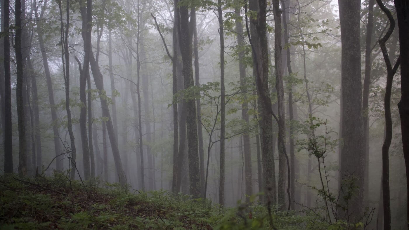 Misty deciduous forest with fog filtering through tall tree trunks on a damp, overcast morning.