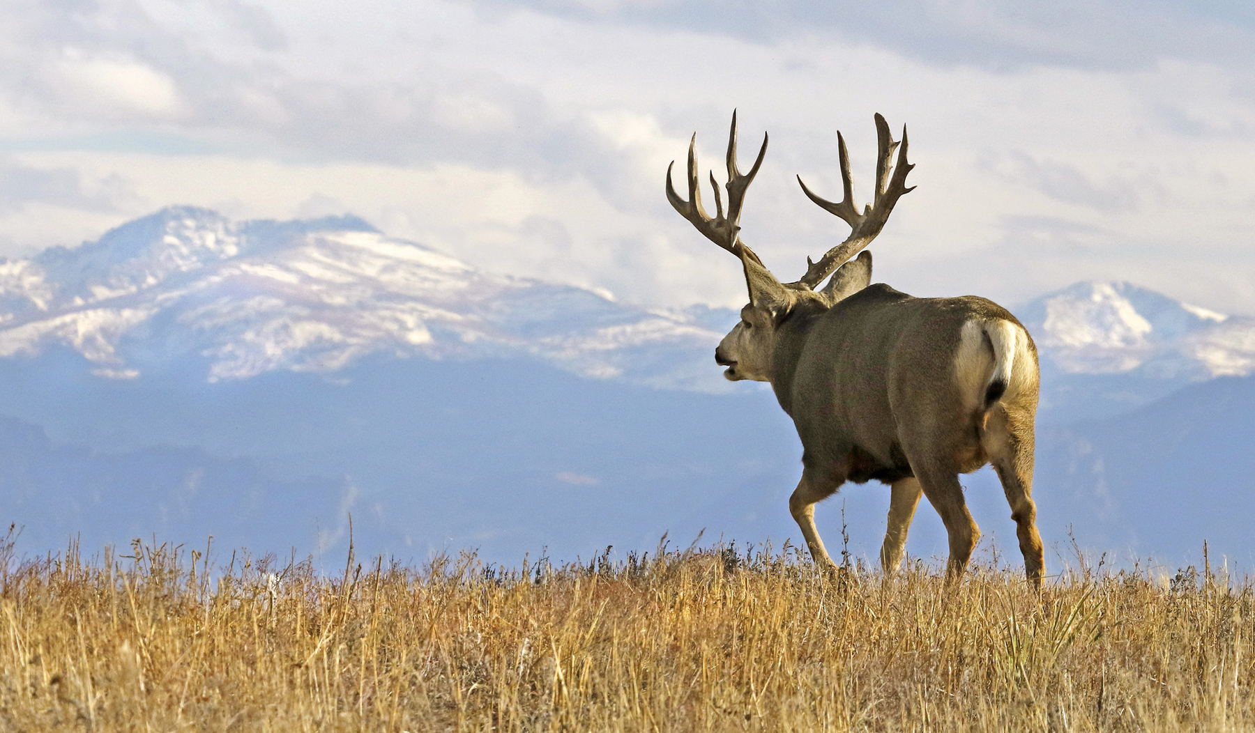 6.5 PRC vs .300 Win Mag for Open-Country Mule Deer