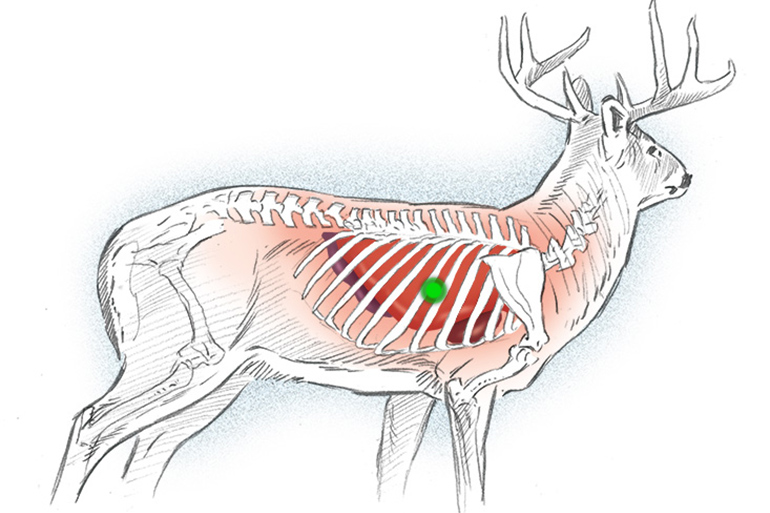 Anatomical illustration of a whitetail deer showing the heart and lung vital zone highlighted in red, with a green dot marking the ideal shot placement.