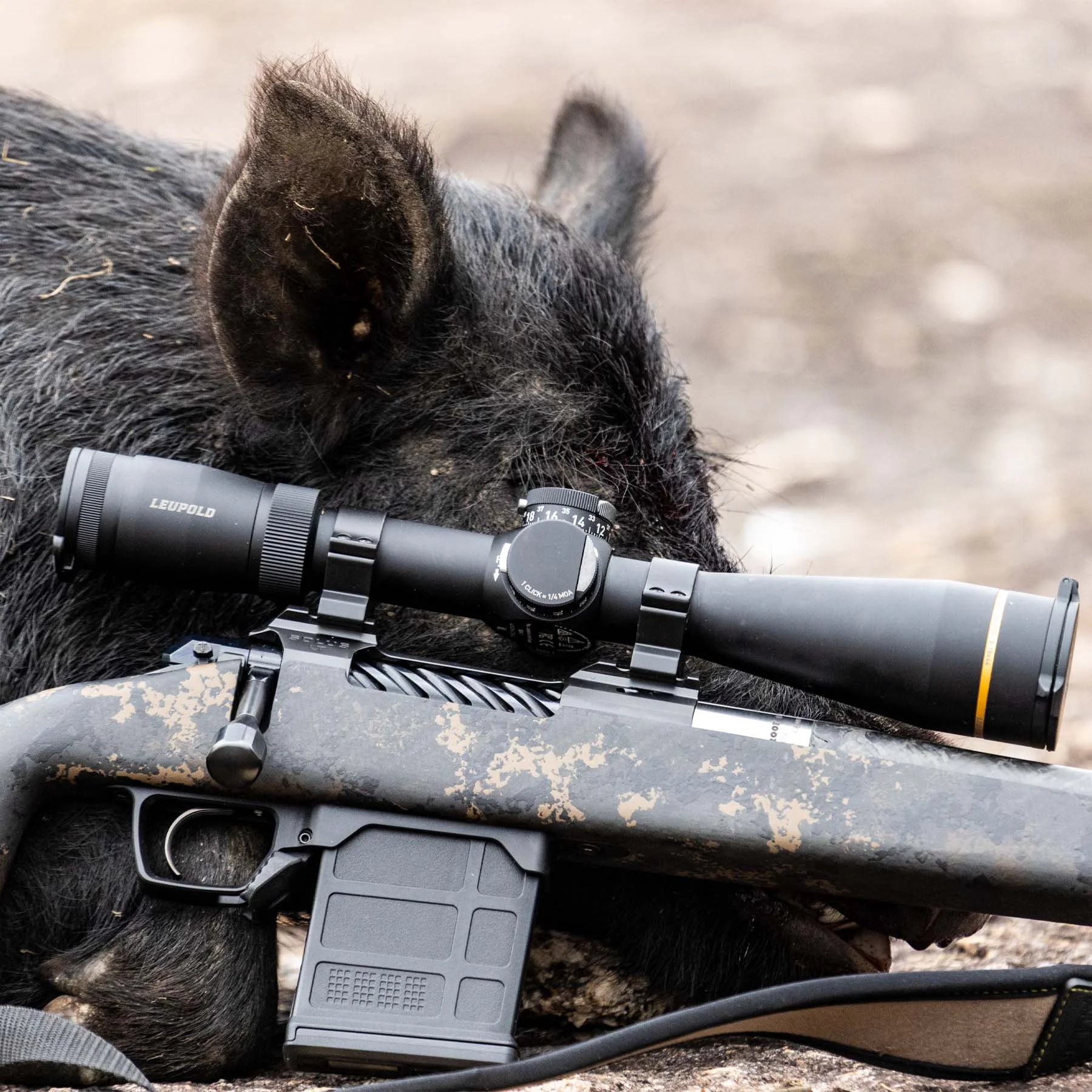 Leupold VX-6HD riflescope mounted on a bolt-action rifle with a carbon fiber stock, resting against a harvested black wild hog.
