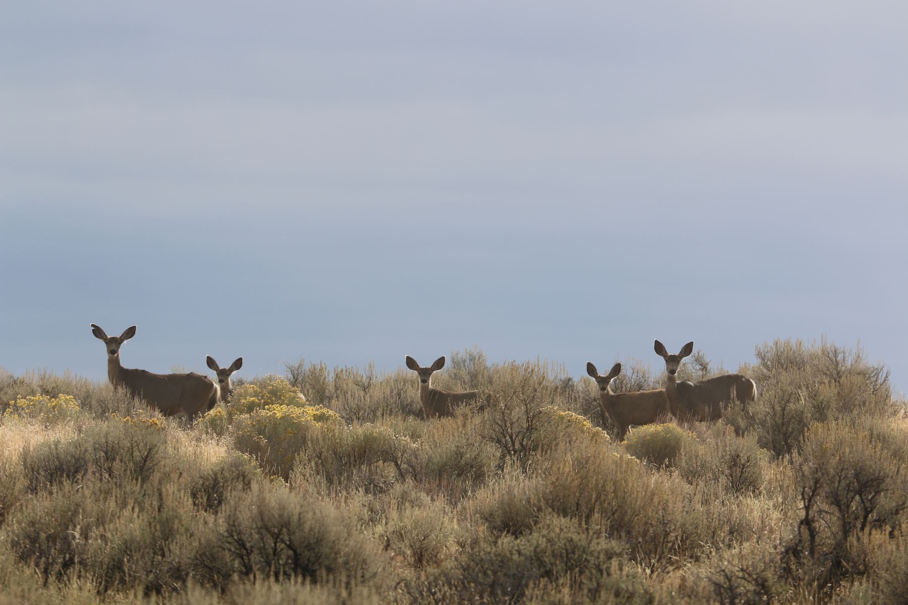 Five mule deer standing alert among sagebrush on an open high-desert ridge under an overcast sky.