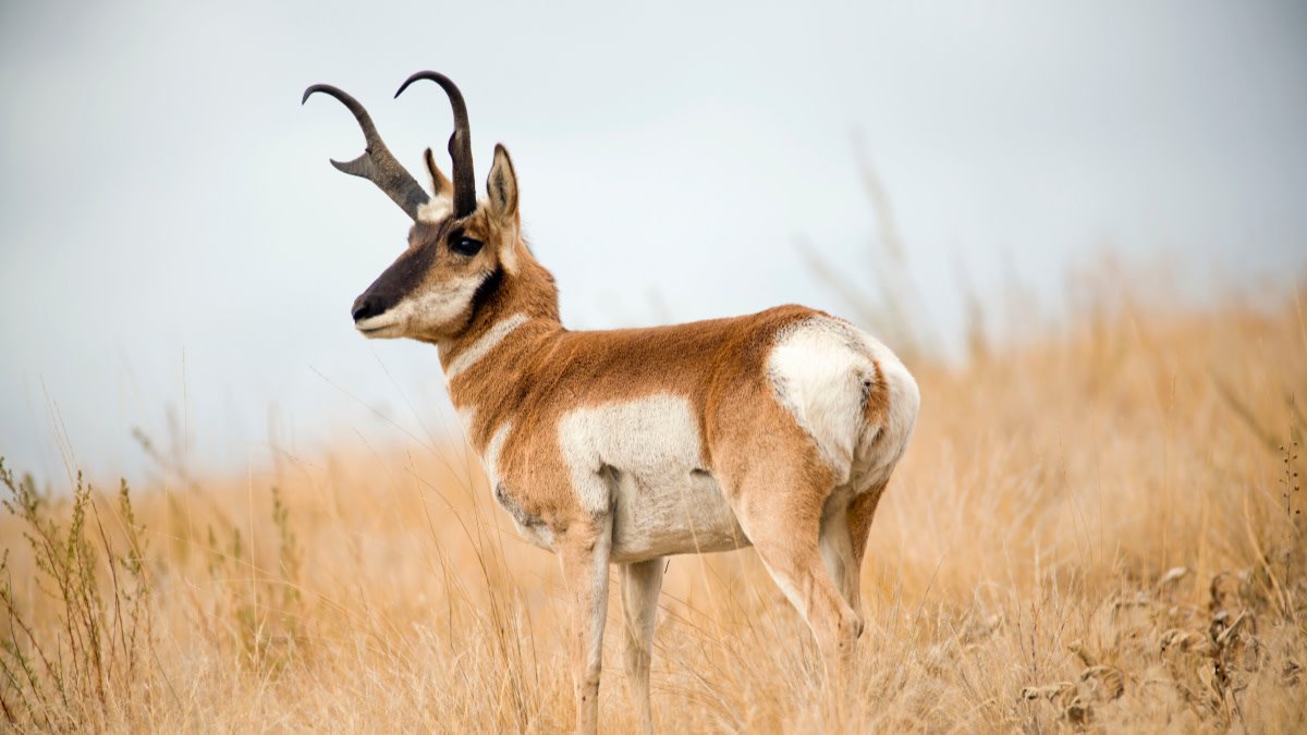 Antelope Hunting with Factory Rifles: Sub-MOA at 300 Yards