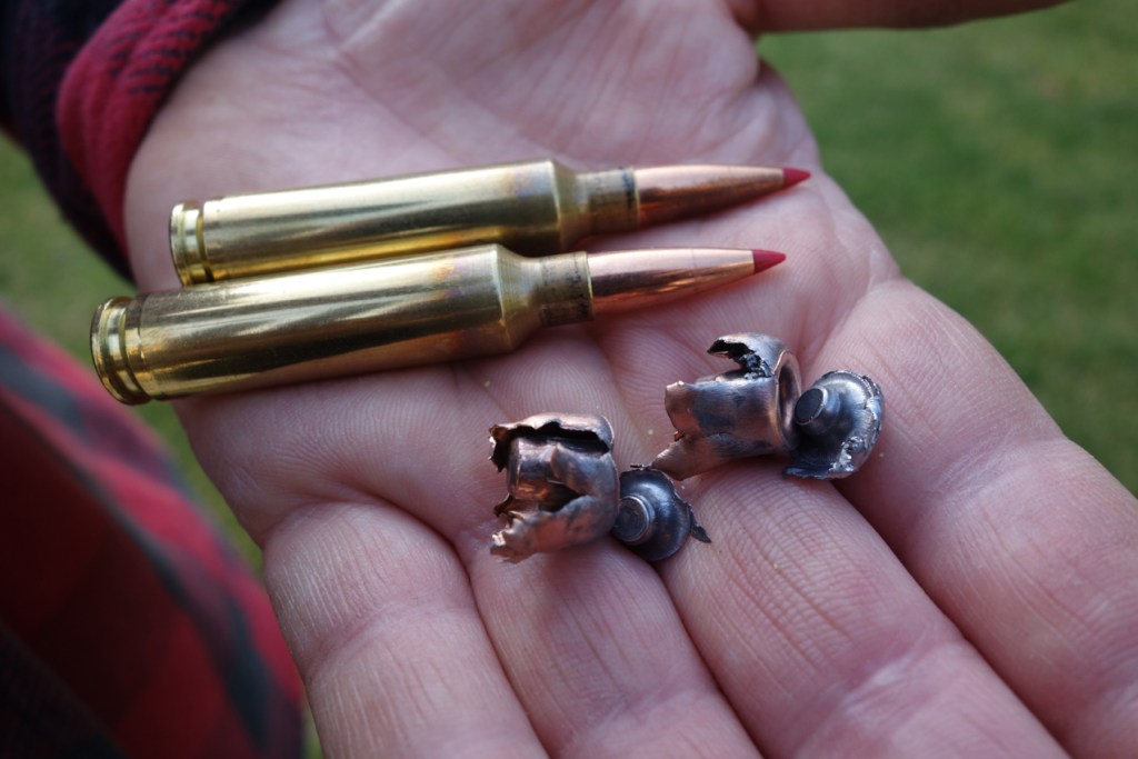 A hand holding two unfired rifle cartridges with red polymer tips alongside two heavily expanded and fragmented recovered bullets.