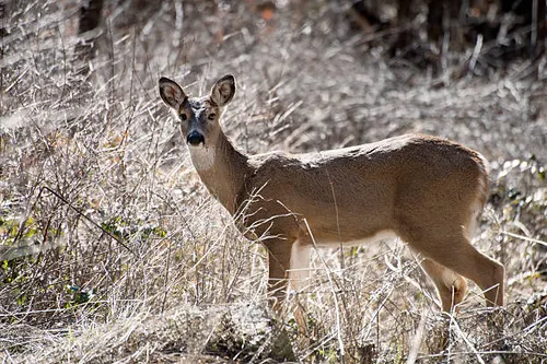 Tracking Whitetail in Dense Timber
