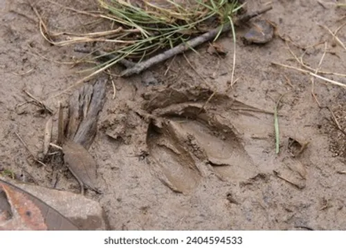 Identifying deer tracks is crucial for effective tracking.