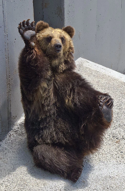 Brown bear sitting upright against a concrete wall with one paw raised