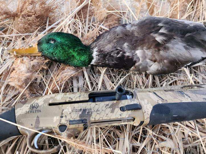 Beretta A400 vs Benelli SBE 3 for Waterfowl