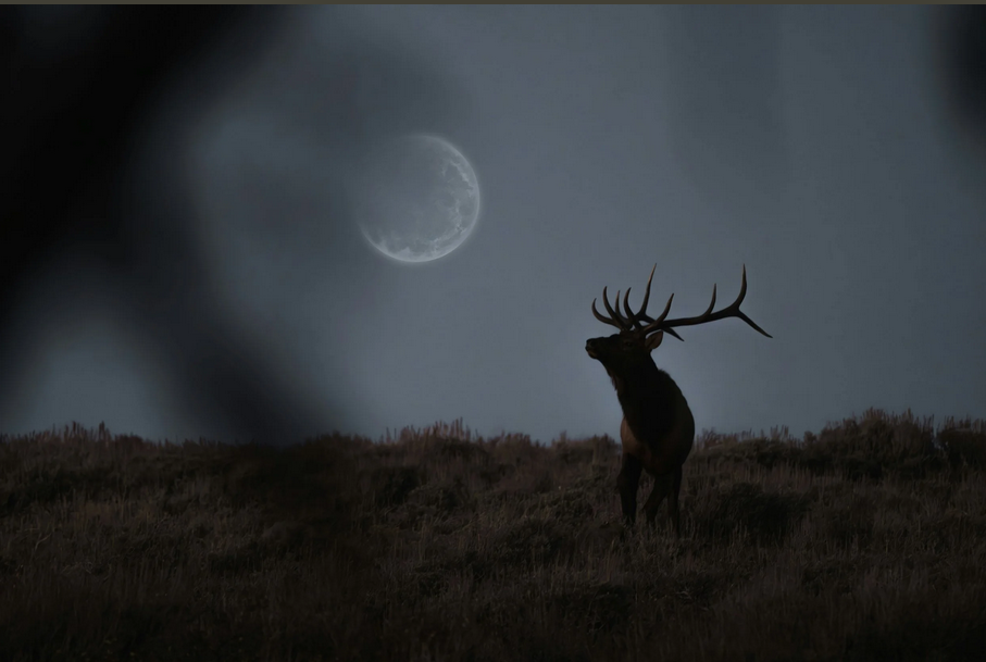 Japanese glass rifle scopes comparison