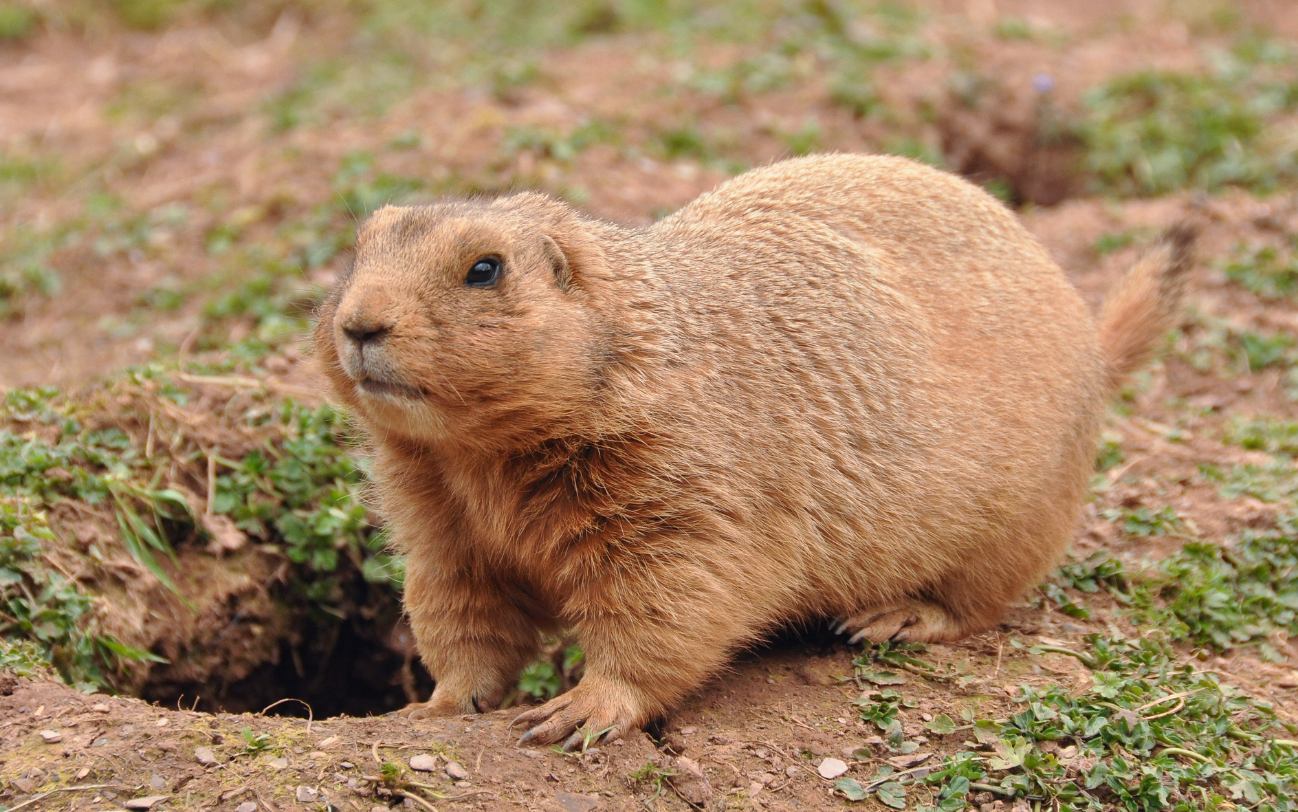 .22 WMR vs .17 HMR rimfire cartridges