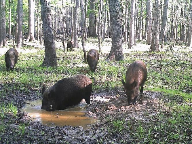 Four feral hogs gathered around a muddy wallow in a forest, rooting and drinking