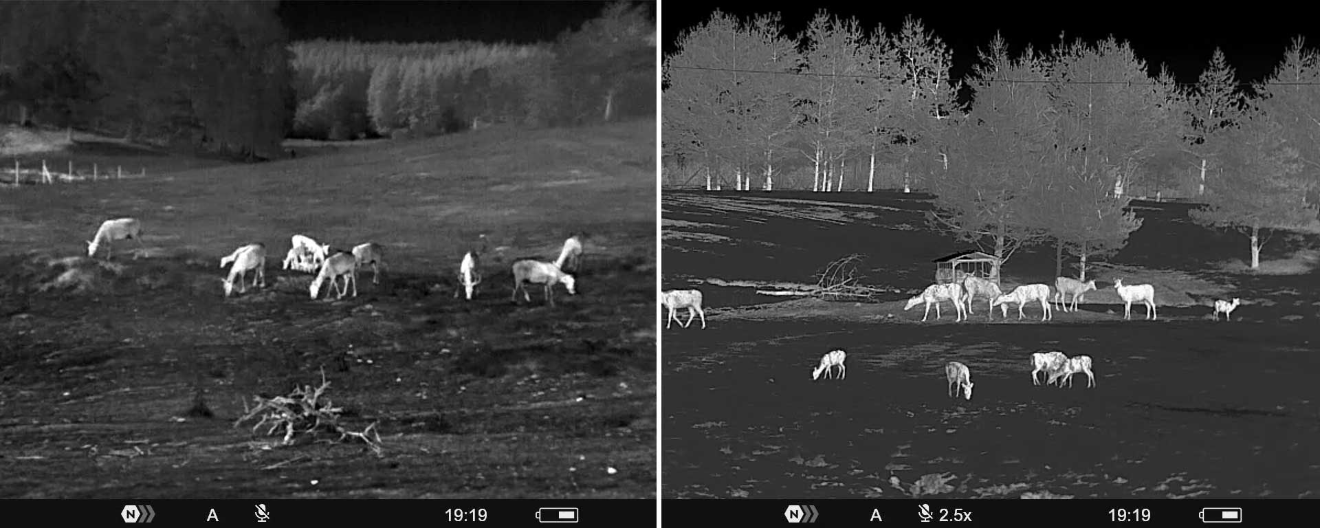 Split thermal monocular view showing a herd of deer in a field at night, left panel at 1x magnification and right panel at 2.5x magnification, both in white-hot mode.