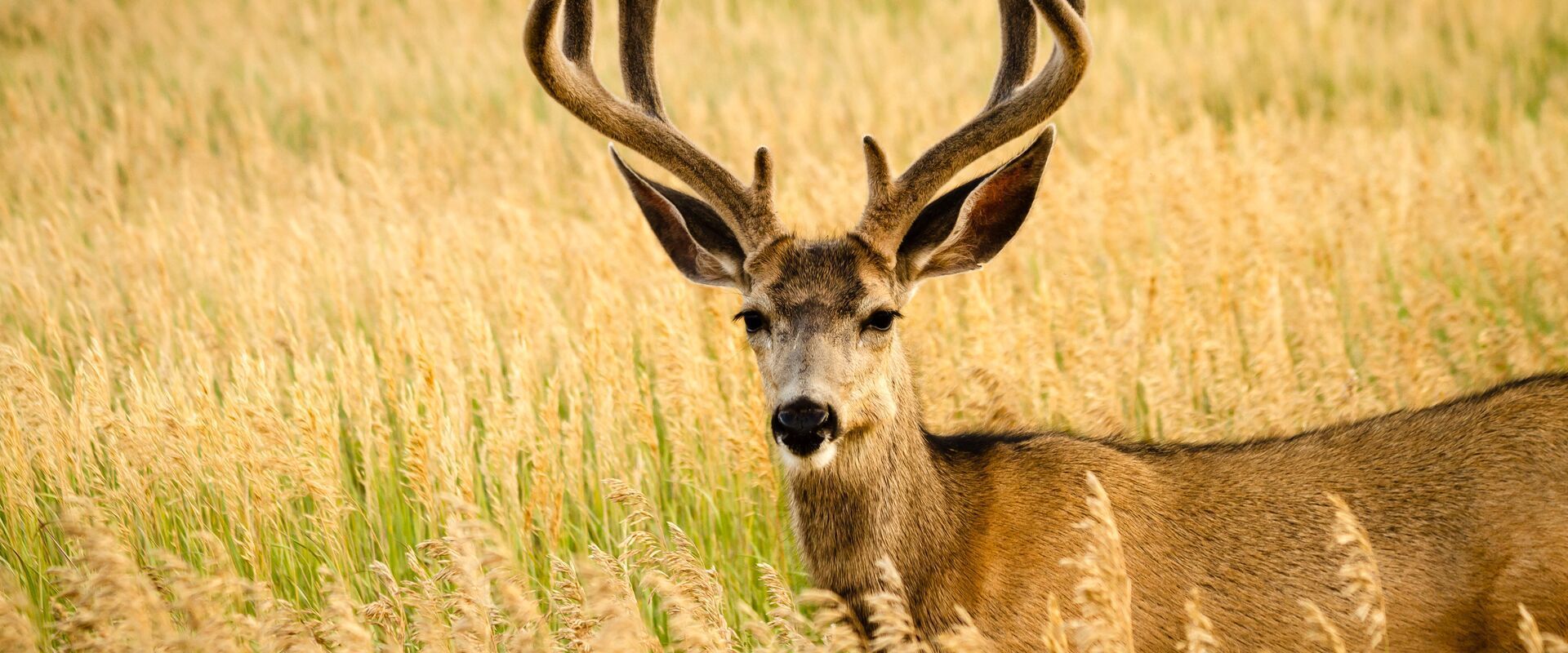 A large mule deer buck with full antlers standing in tall golden grass, facing the camera.