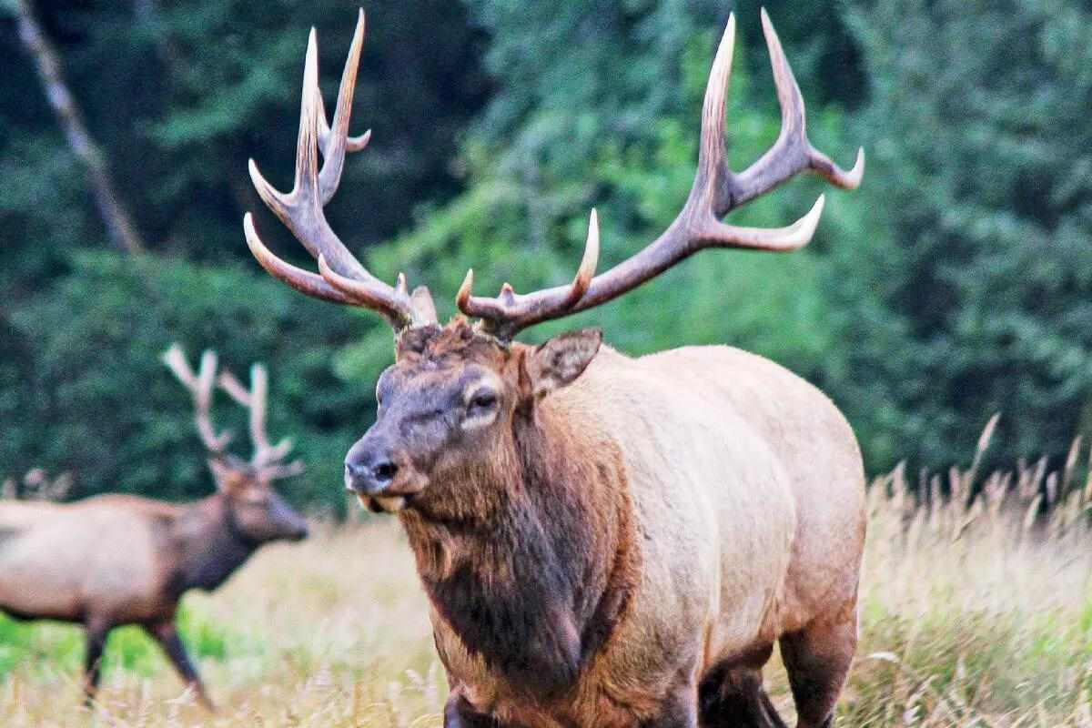 Large bull elk with full antler rack standing in tall grass with a second bull visible in the background and dense forest treeline behind them.
