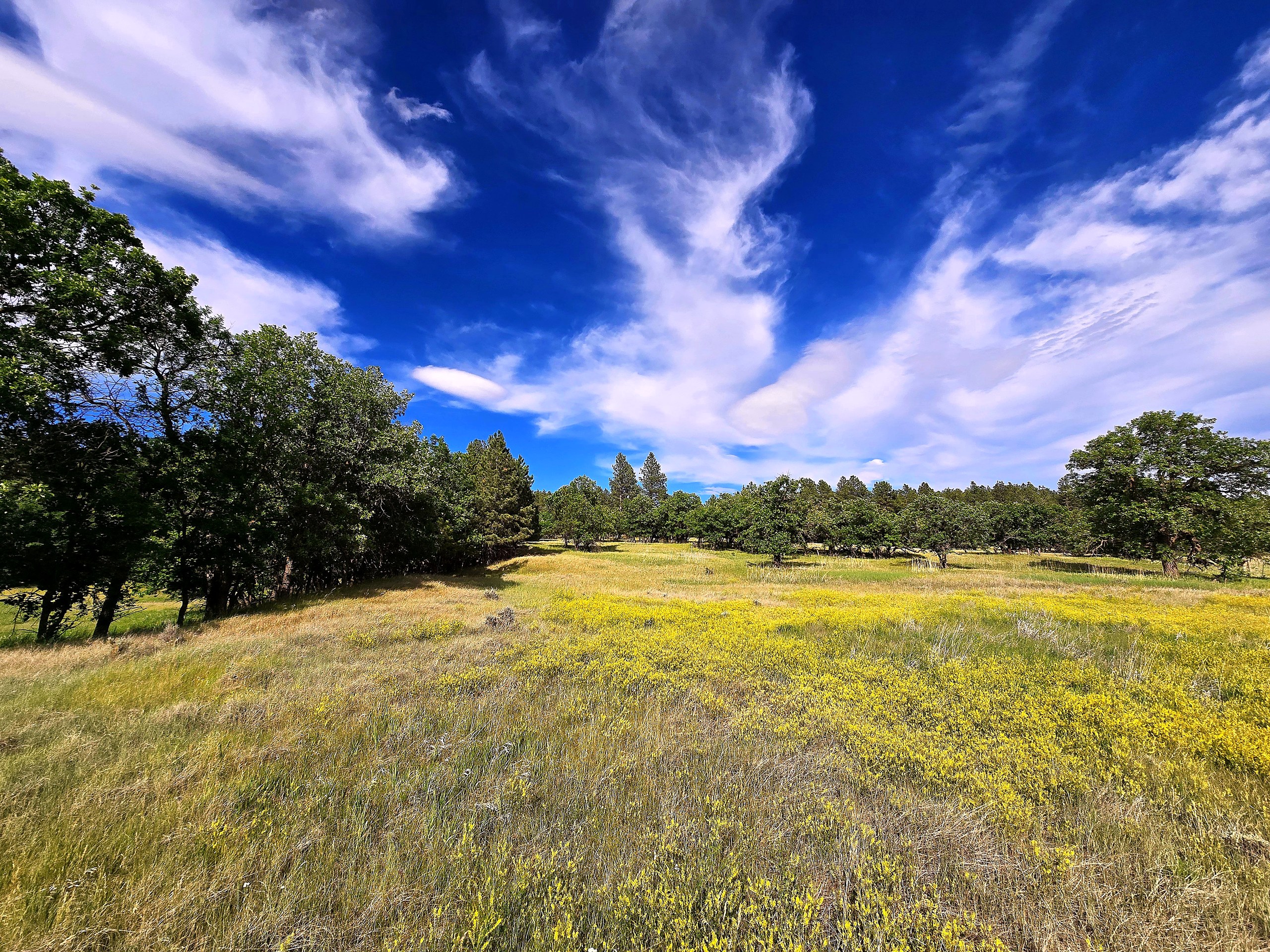 Open grassland meadow with yellow wildflowers and scattered oak and pine trees under a blue sky with wispy clouds.