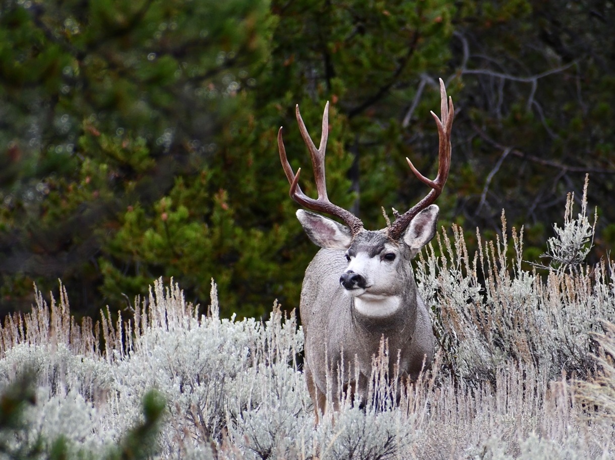 Large mule deer buck standing in sagebrush with conifer trees in the background, facing the camera.