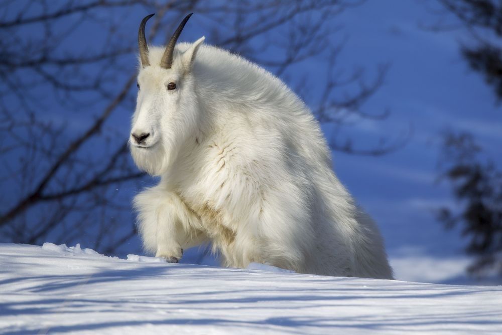 A white mountain goat climbing a snow-covered slope with bare trees and blue sky in the background.
