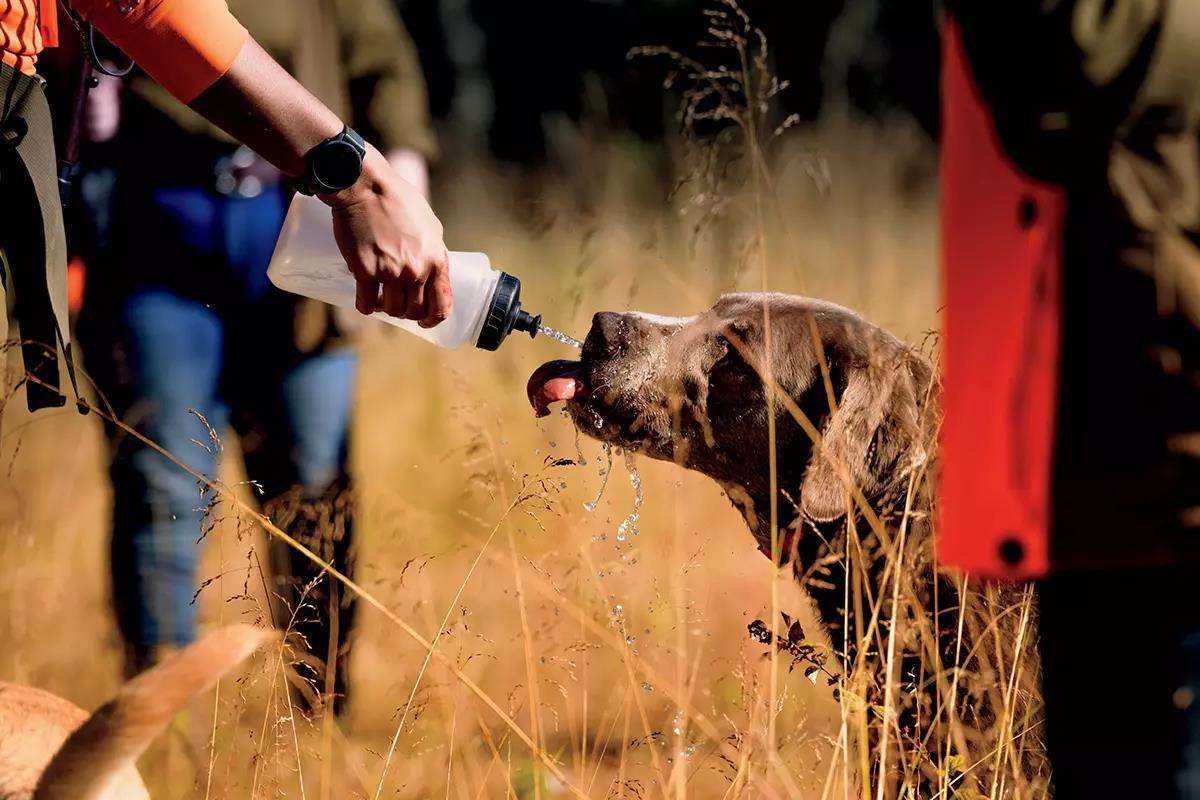 Hunter in blaze orange squirting water from a bottle into the mouth of a Chesapeake Bay Retriever in a dry grass field during a hunt.